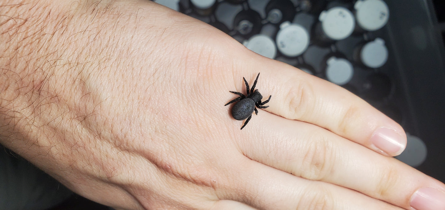 Eresus ruficapillus ( Italian velvet/ ladybird spider )