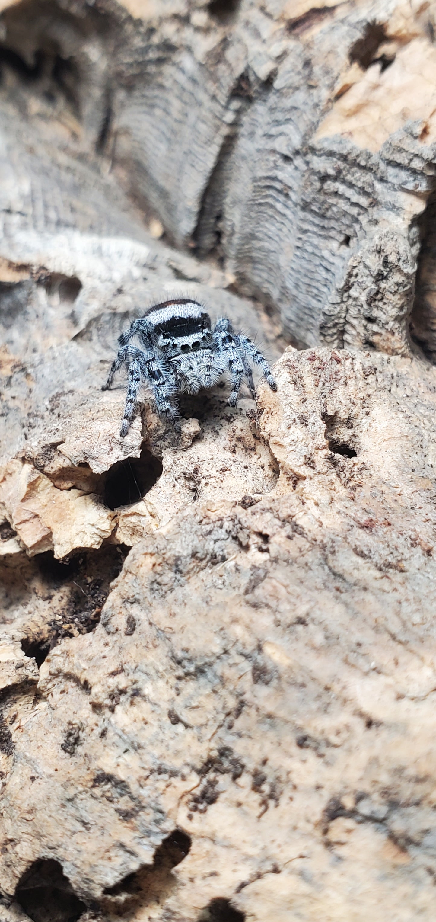 Phidippus tyrelli ( Tyrell`s tufted jumper )