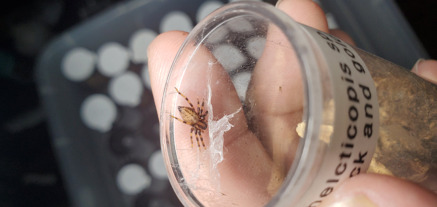 Thelcticopis sp. ( Black and gold huntsman )