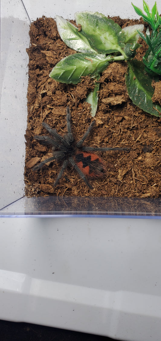 Pamphobeteus sp. Cascada ( Cascada birdeater )