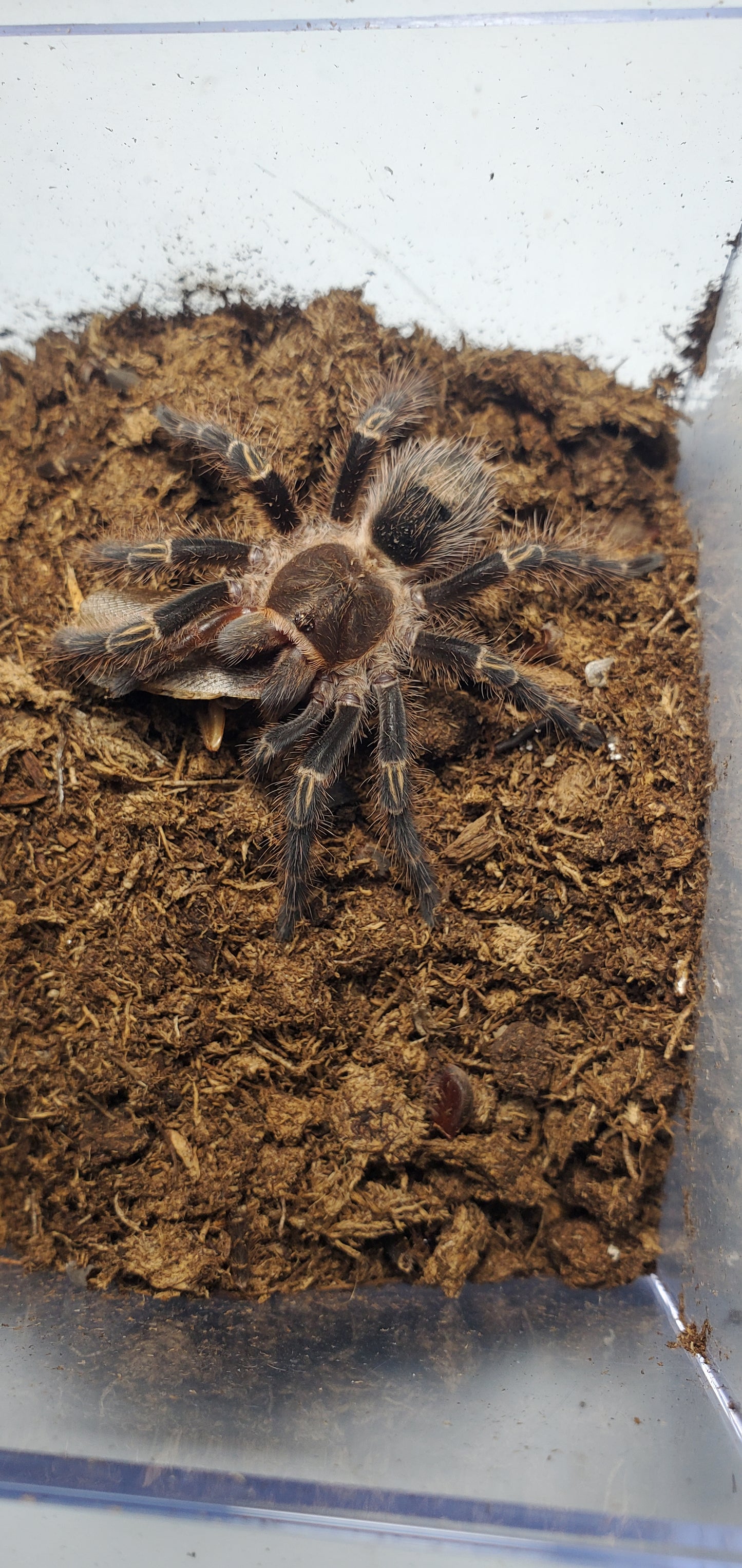 Grammostola pulchripes ( Chaco golden knee )