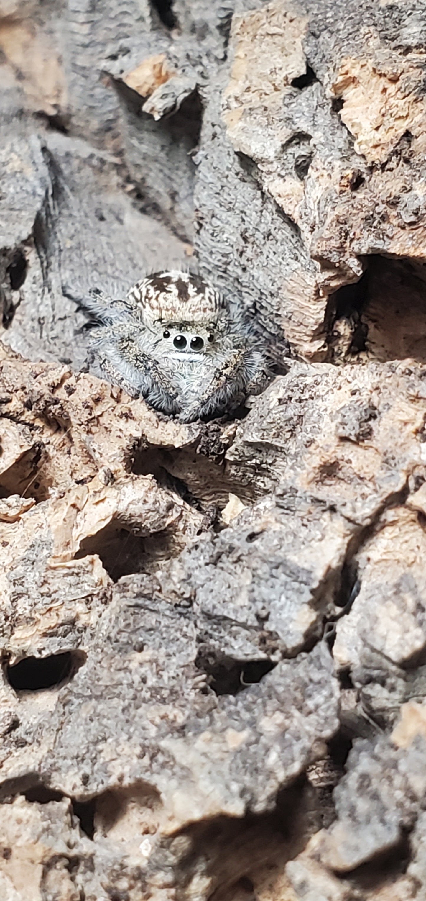 Phidippus texanus ( Texas jumper )