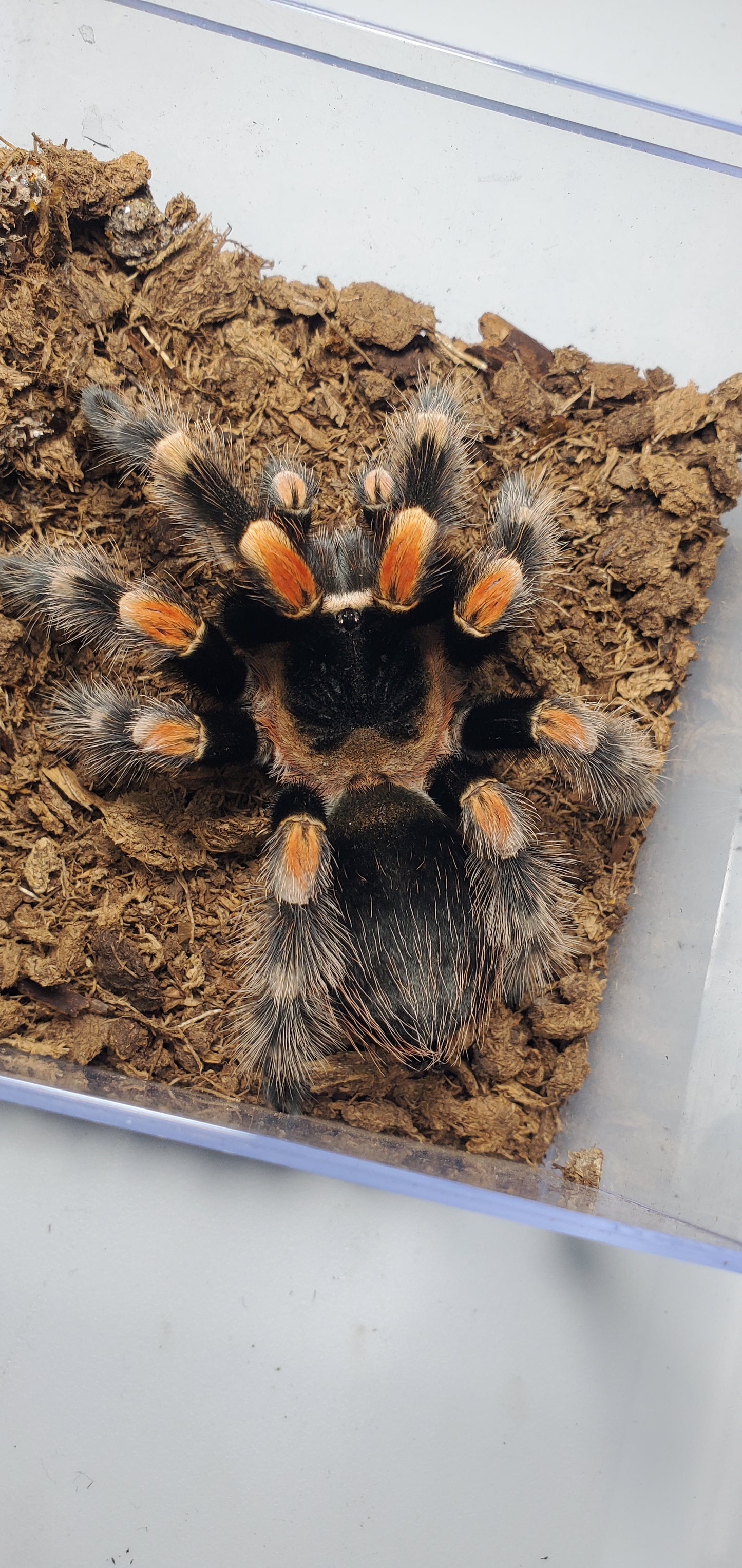 Brachypelma hamorii ( Mexican red knee )