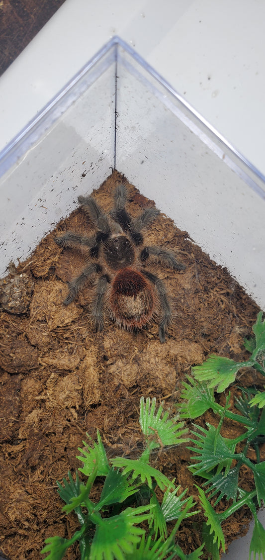 Grammostola actaeon ( Brazilian wooly )