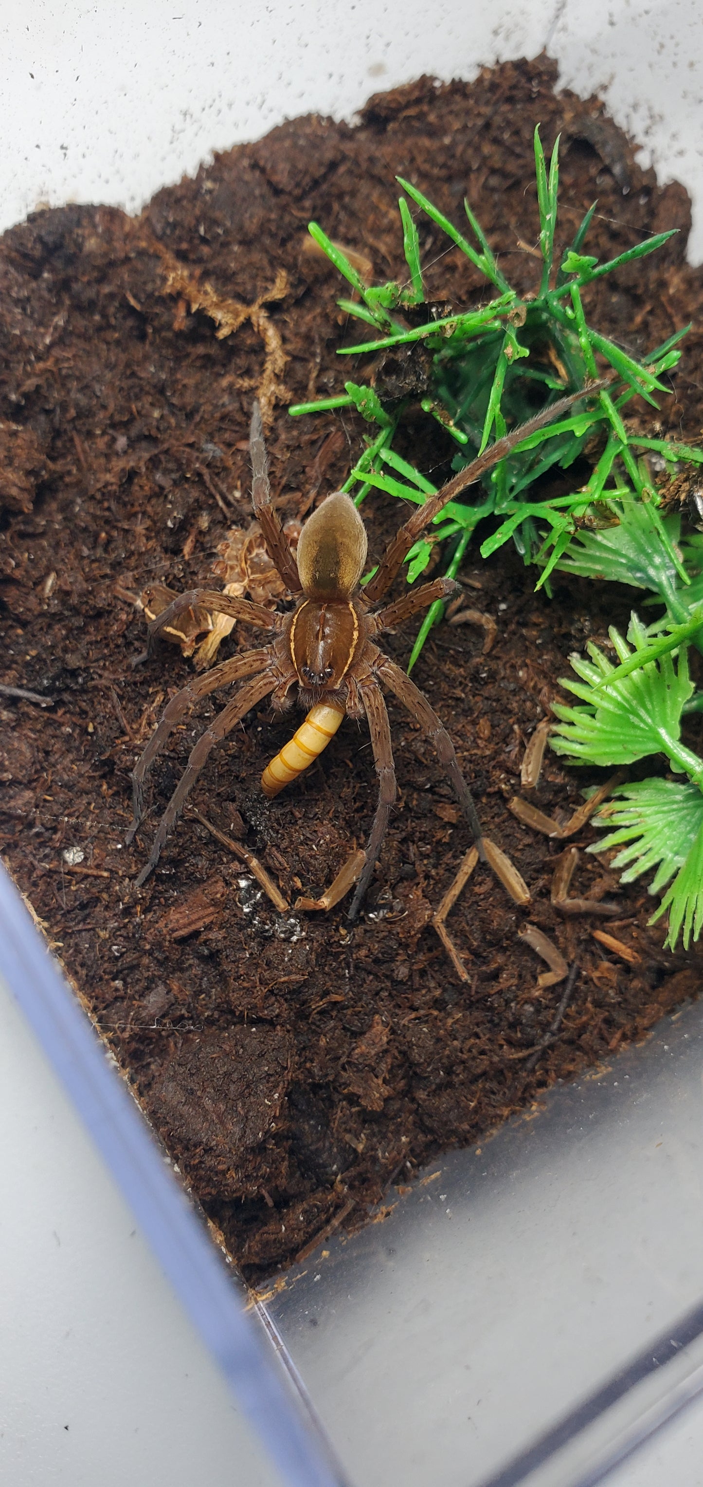 Dolomedes triton ( Fishing spider )