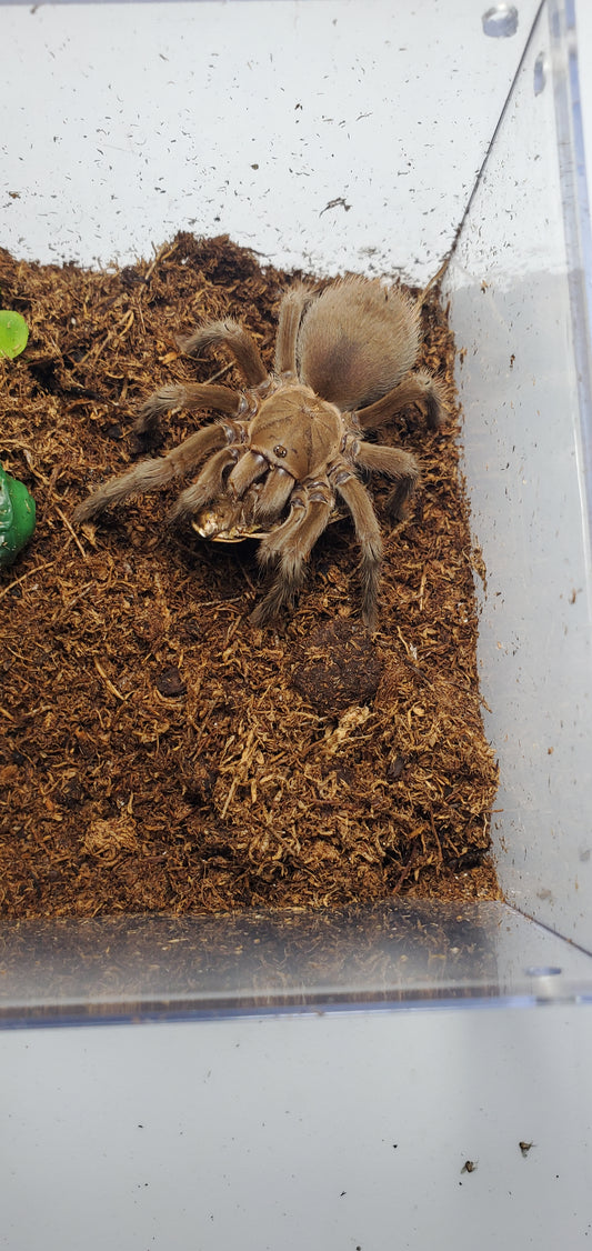 Aphonopelma anax ( Texas tan )