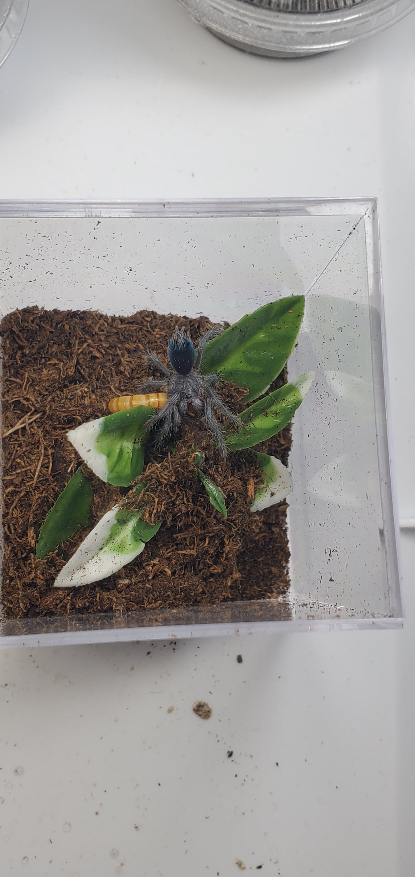 Phormictopus sp. Dominican purple