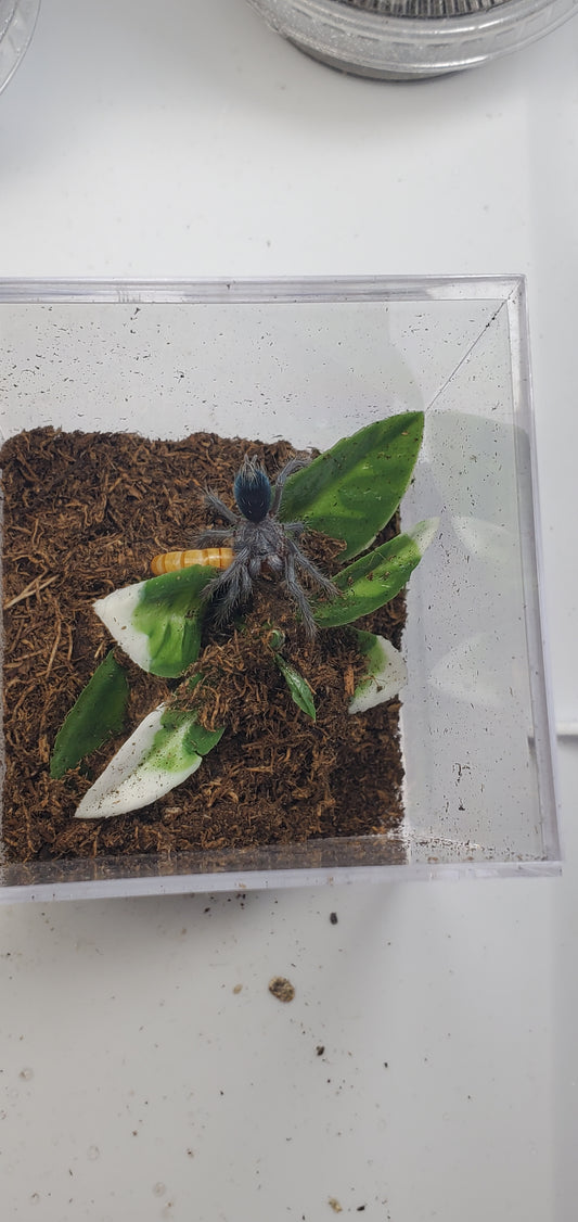 Phormictopus sp. Dominican purple