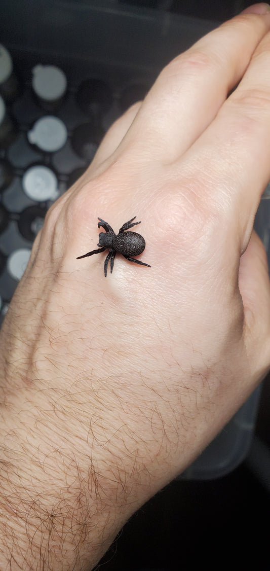 Eresus walckanaeri - Yellow Mountanatica ( Velvet/ ladybird spider )