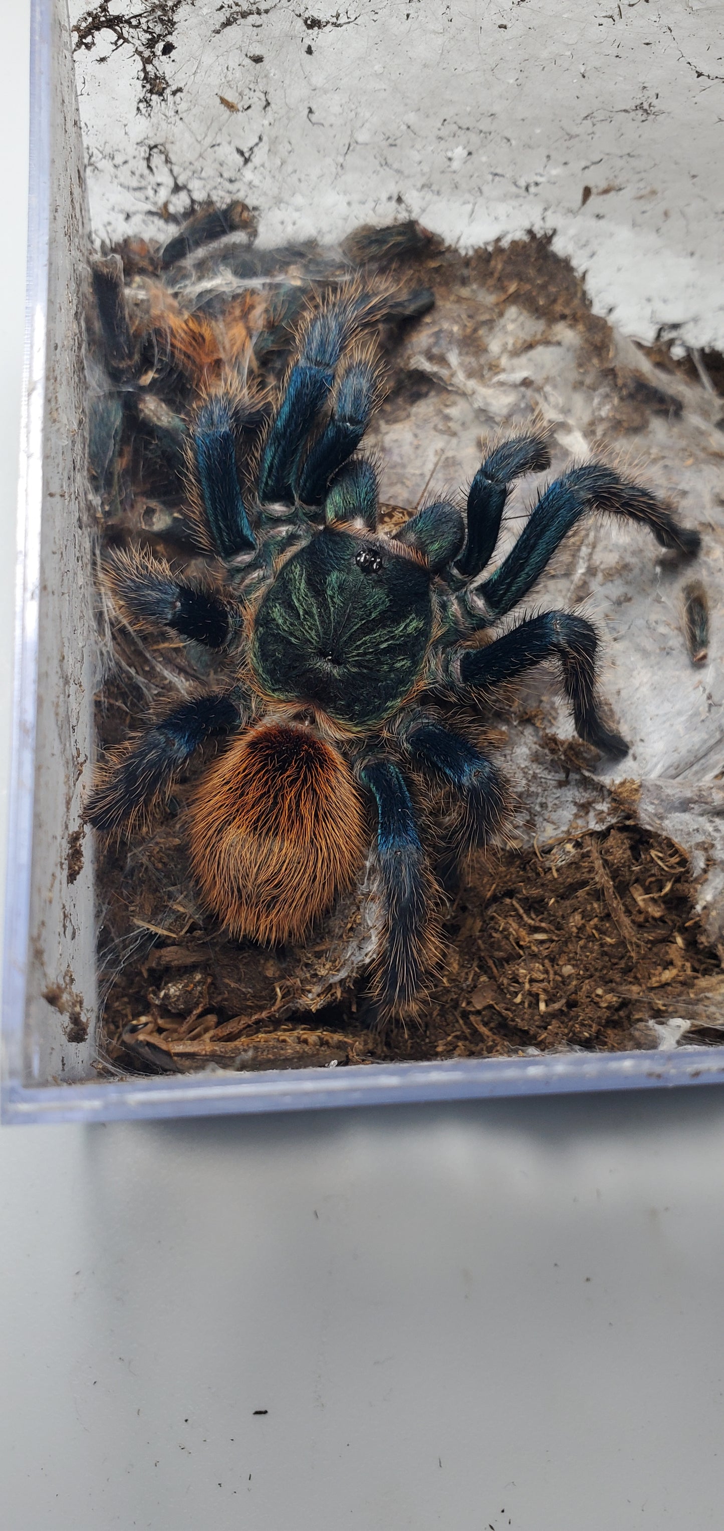 Chromatopelma cyaneopubescens ( Green bottle blue )