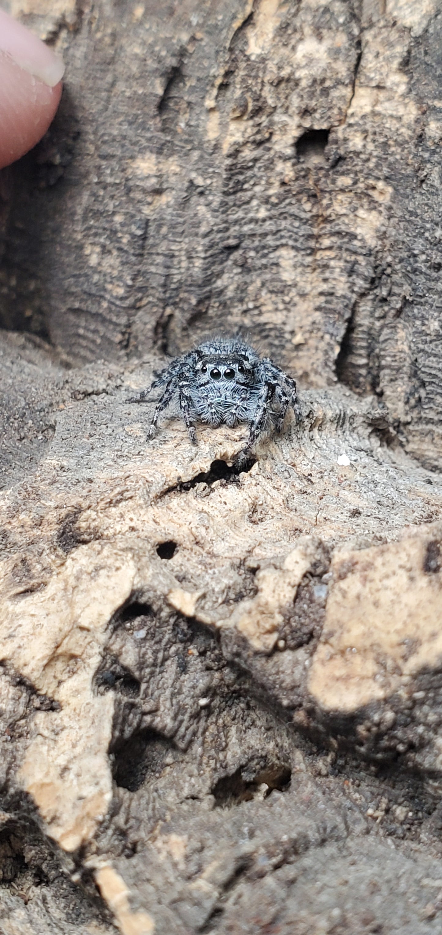 Phidippus asotus