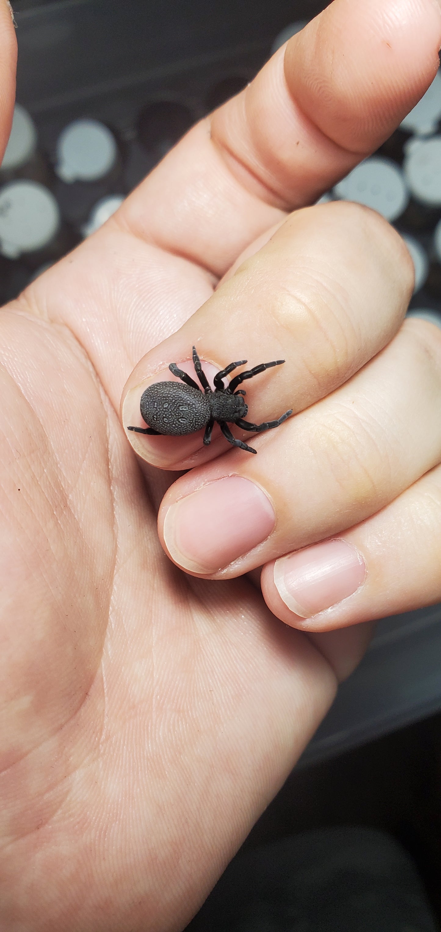 Eresus sp. Blue Sidi Ifni ( Blue velvet spider )