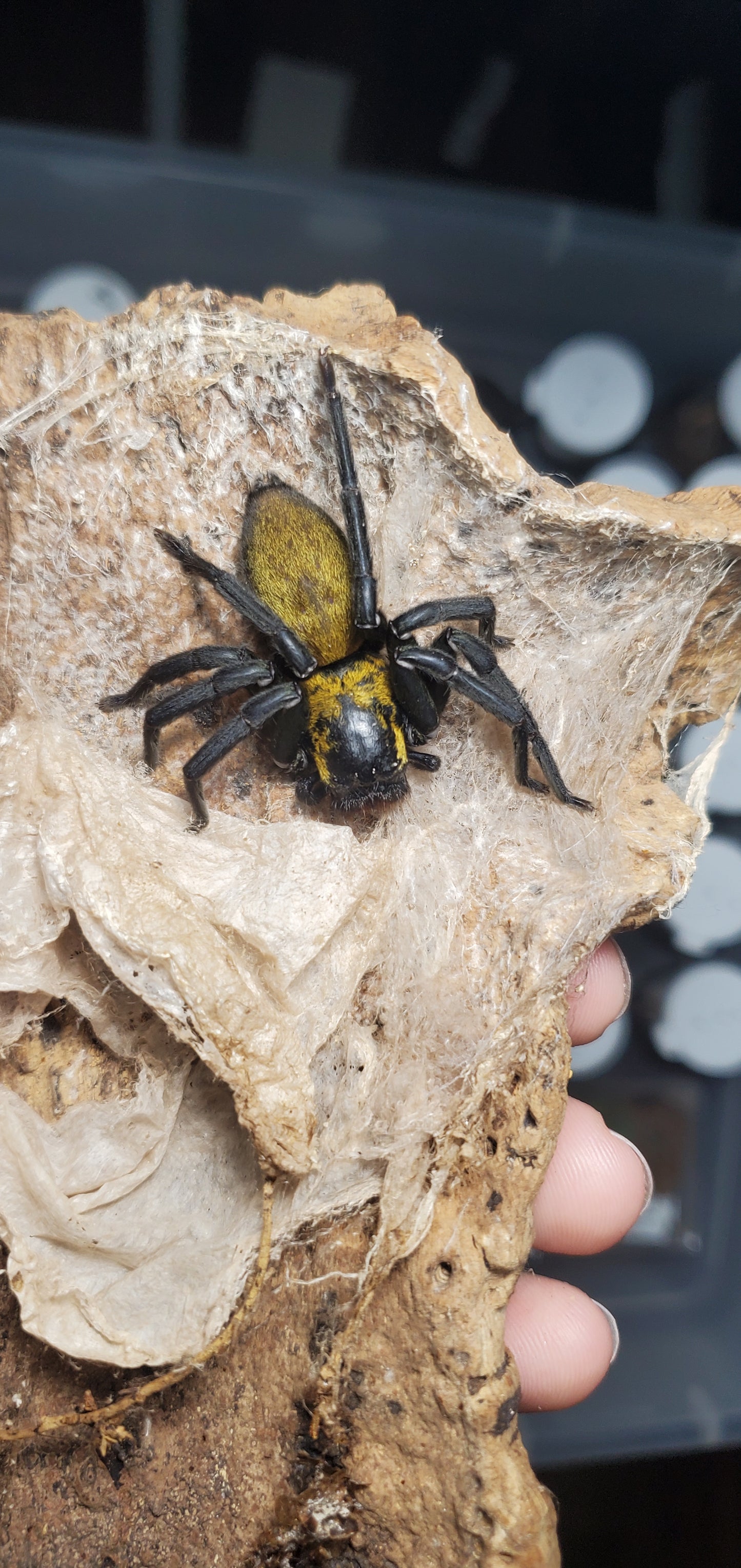 Thelcticopis sp. ( Black and gold huntsman )