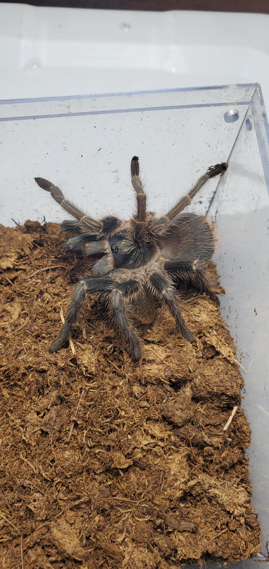 Phormictopus cancerides ( Brown birdeater )