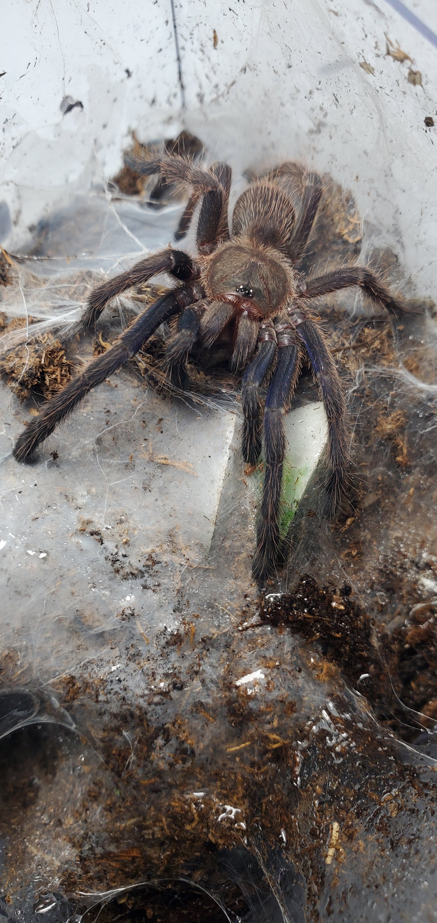 Chilobrachys sp. Vietnam blue