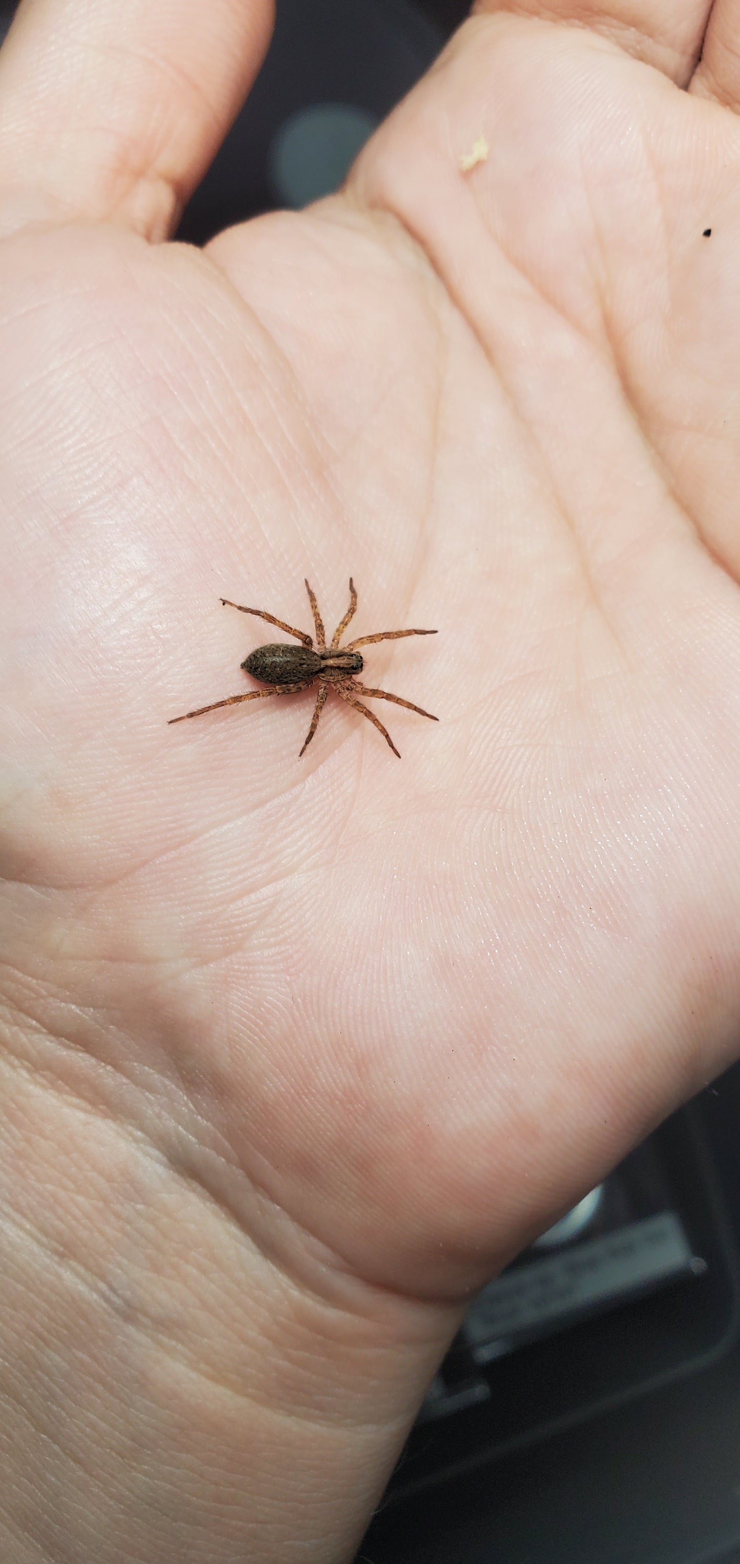 Hogna maderiana ( Porto santo wolf spider )