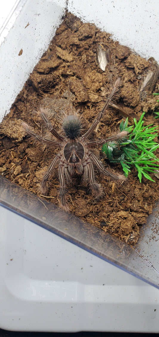 Theraphosa apophysis ( Goliath pink foot )