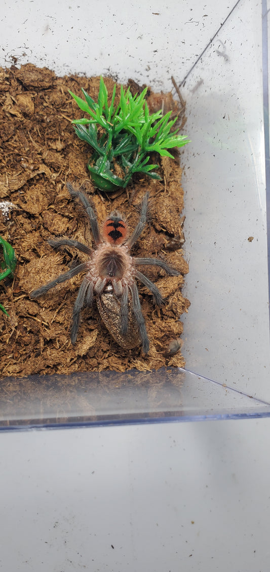 Pamphobeteus sp. Manganegra