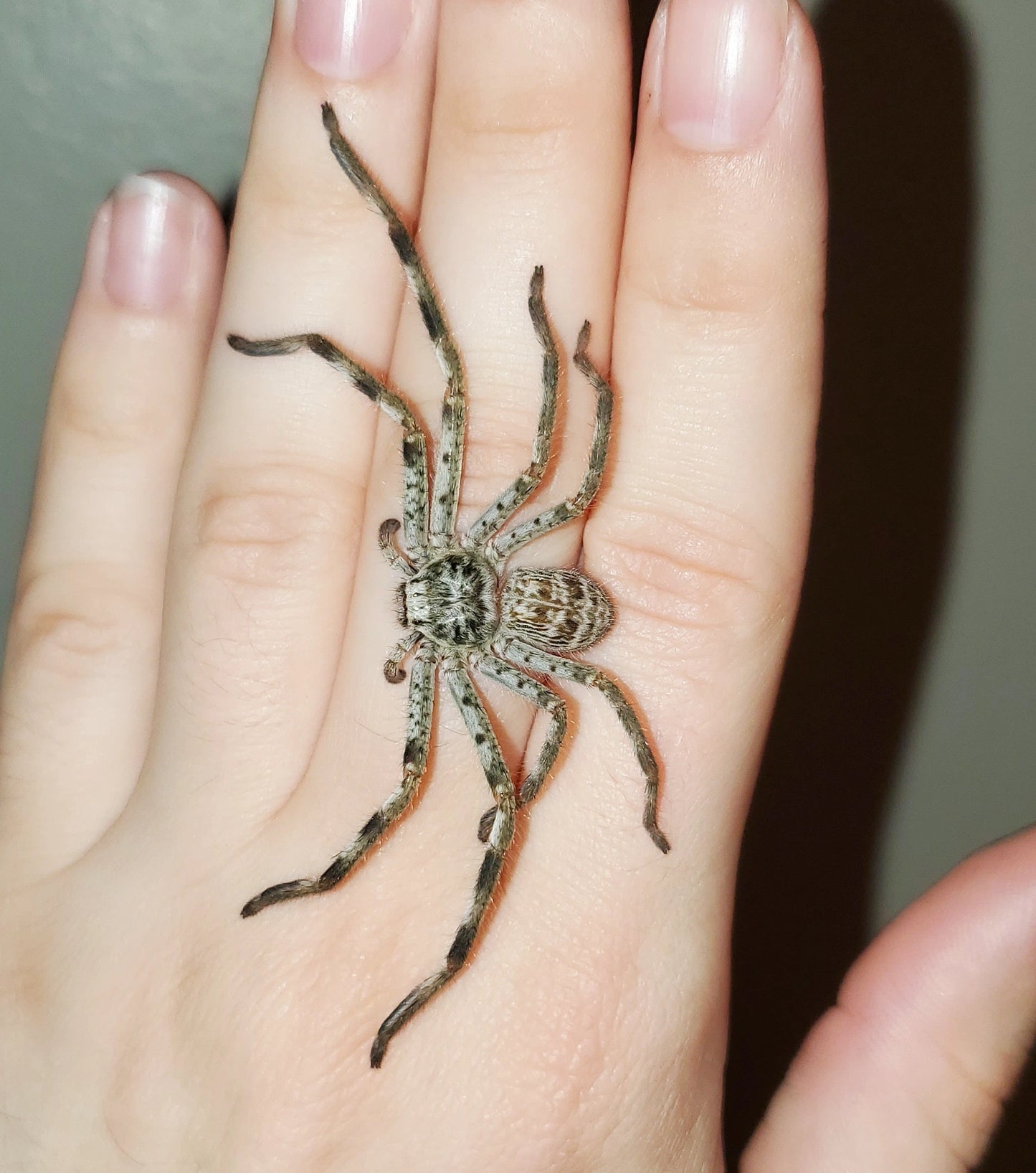 Holconia murrayensis ( Murray banded huntsman )