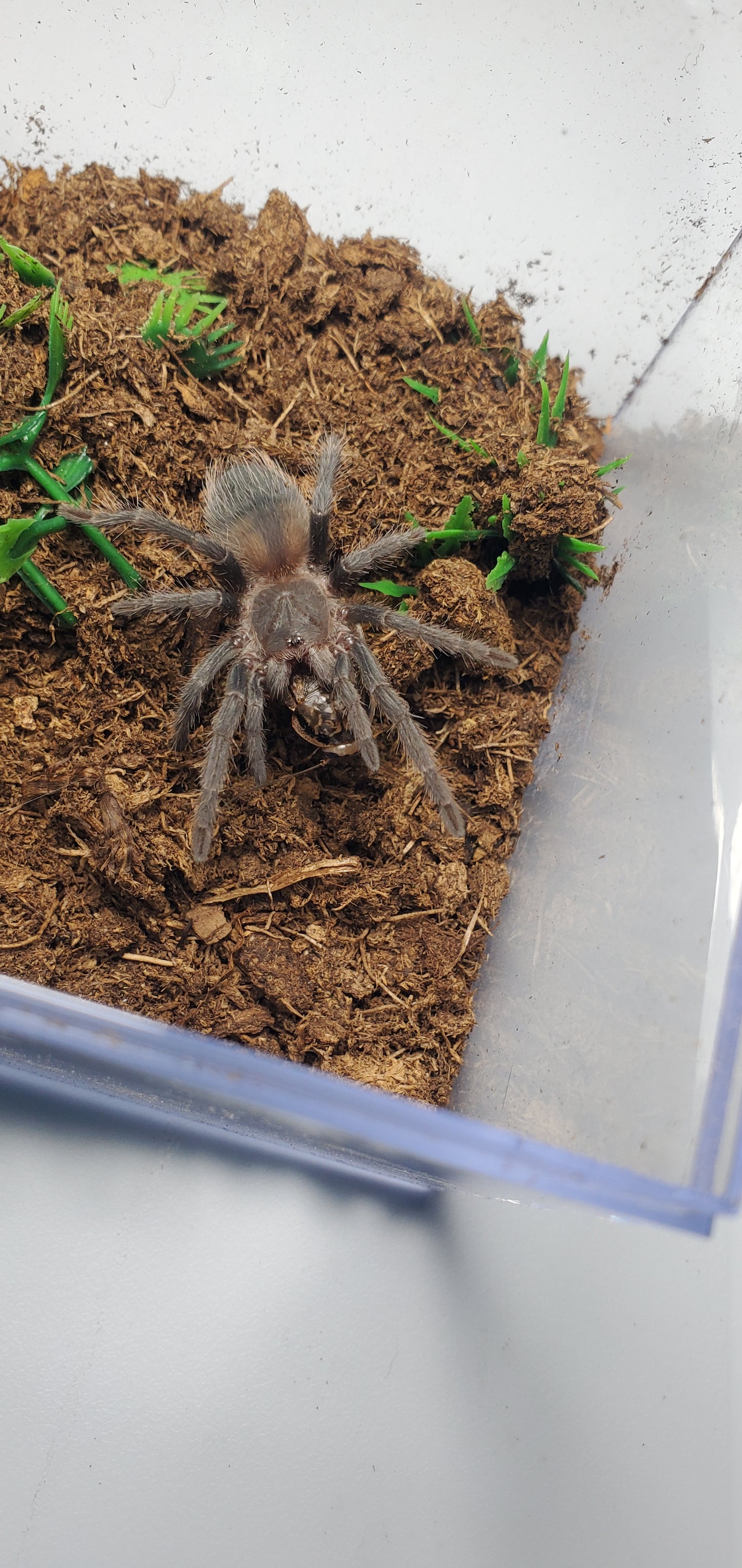 Lasiodora klugi ( Bahia scarlet )