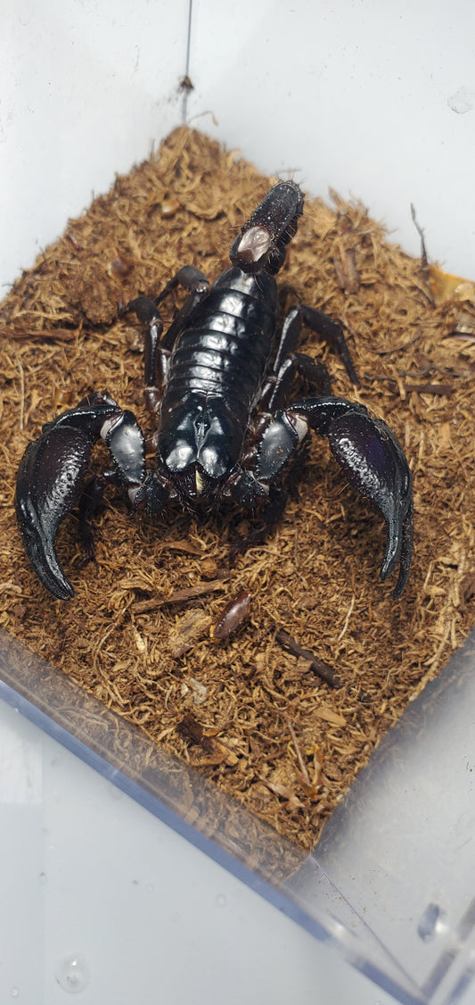 Heterometrus sp. ( Asian forest scorpion )