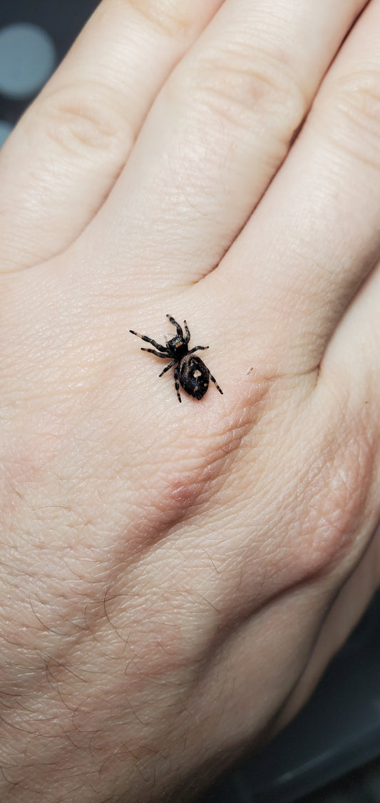 Phidippus regius ( Regal jumping spider )