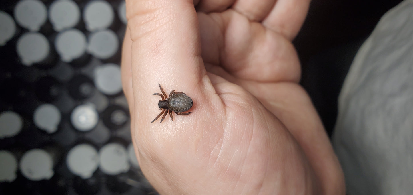 Gandanameno enchinata ( Spiny velvet spider )