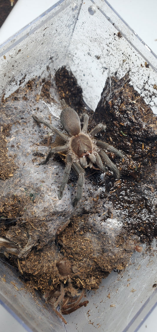 Selenocosmia sp. Eunice ( Barking )