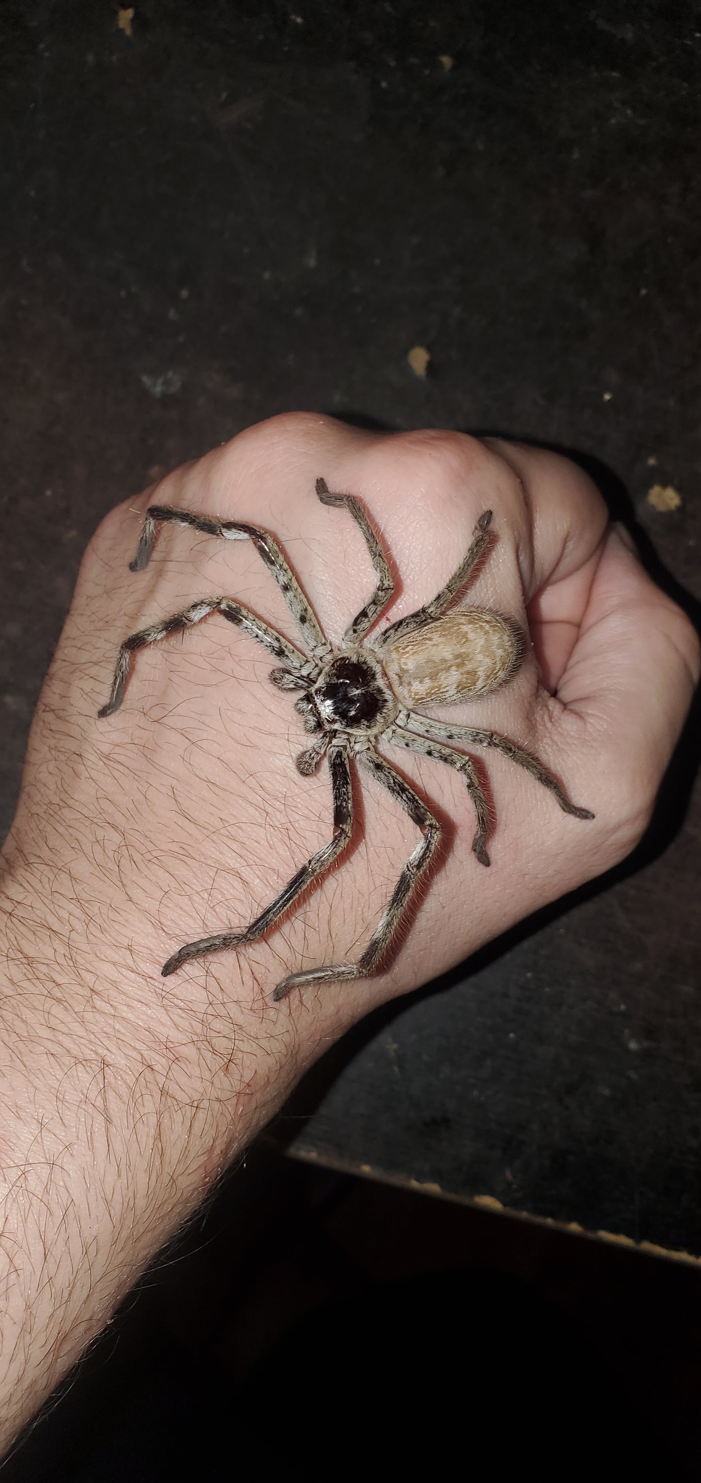 Holconia murrayensis ( Murray banded huntsman )