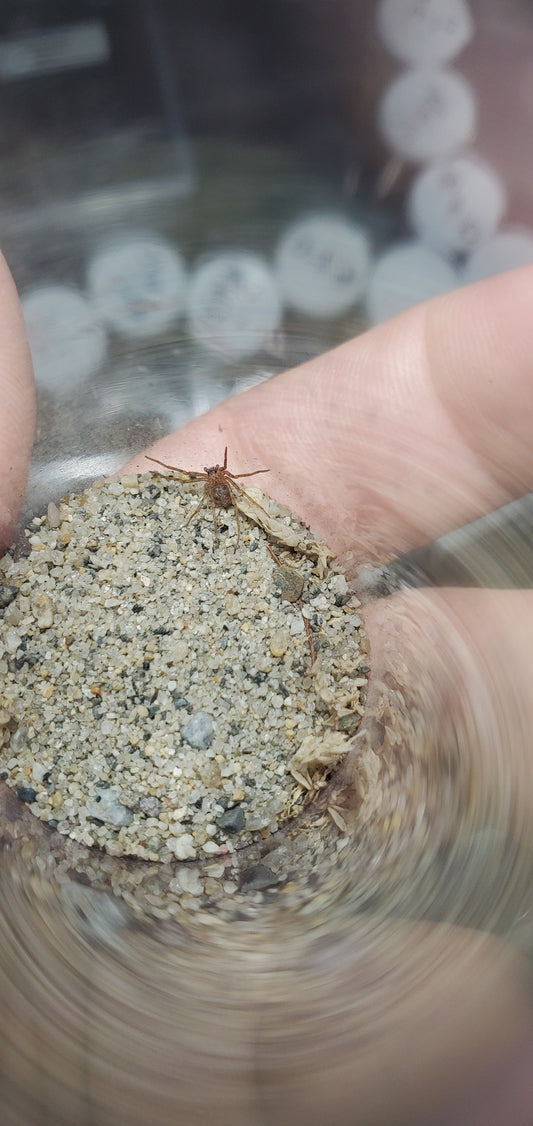 Sicarius gracilis ( Ecuadorian six eyed sand spider )