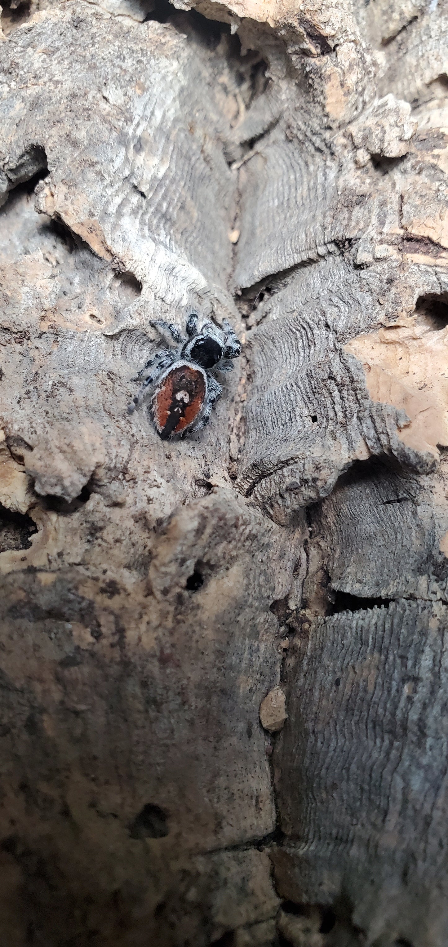 Phidippus tyrelli ( Tyrell`s tufted jumper )