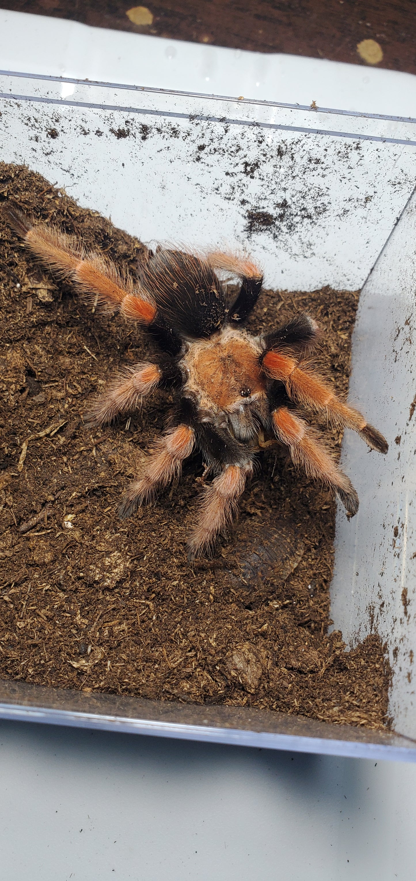 Brachypelma boehmei ( Mexican fireleg )