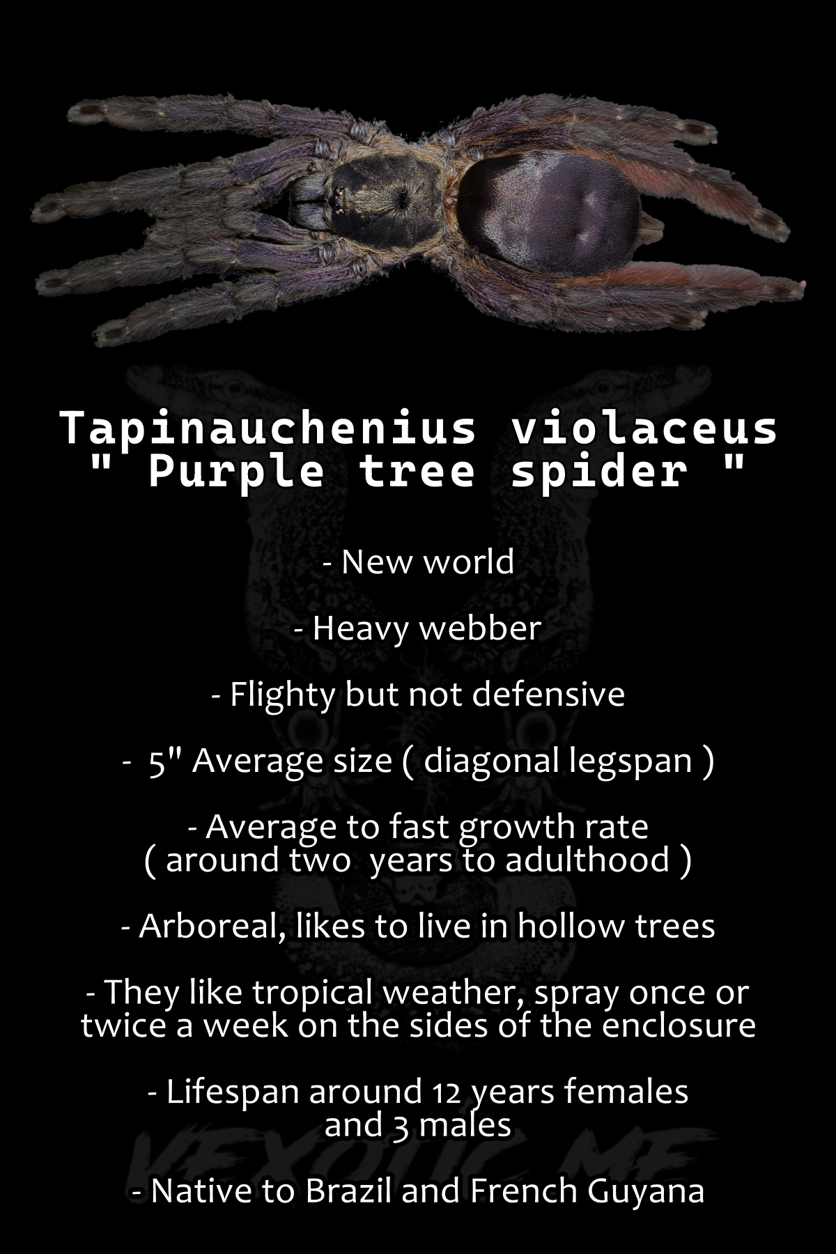 Tapinauchenius plumipes ( Purple tree spider )