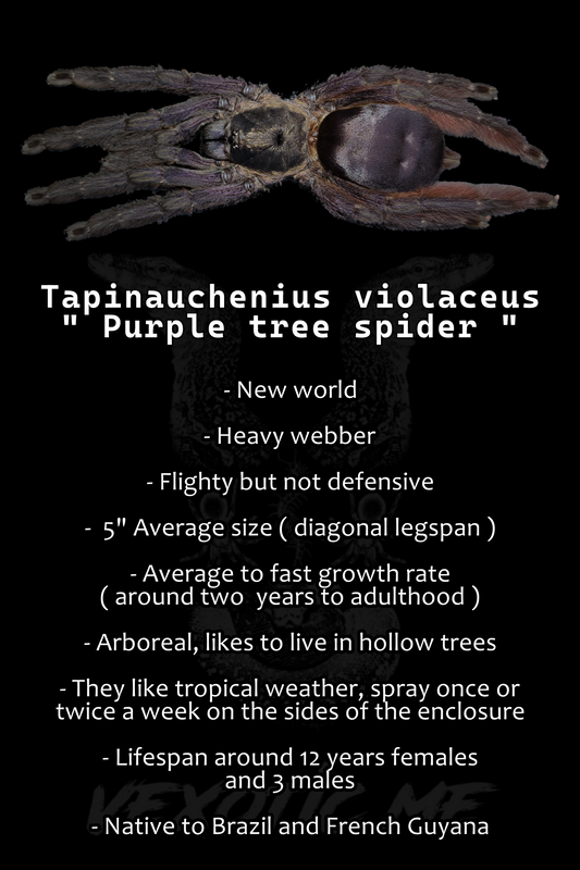 Tapinauchenius plumipes ( Purple tree spider )